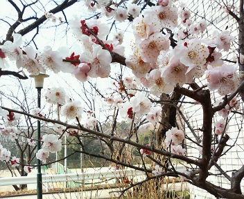 桜写真１.jpg